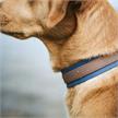 Hunter Halsband Havanna L 60 taupe/rblau | Bild 3
