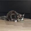 Karlie Lotte Kera Katzennapf Jace grün 15cm | Bild 3