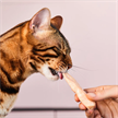Lucky Kitty Cat SnackP. Stick 100% Filet 4x22g | Bild 2