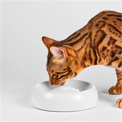 Lucky Kitty Premium-Katzennapf Keramik Gr. M