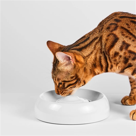 Lucky Kitty Premium-Katzennapf Keramik Gr. M