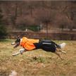 NS Fjord Raincoat 2.0 orange / black Gr. 50 | Bild 2