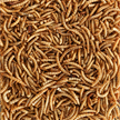 Schweizer Mehlwürmer 250g | Bild 2