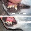 Teef VitaePlus 6g | Bild 2