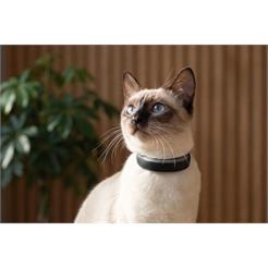 Tractive GPS CAT 6 MINI Schwarz