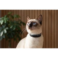 Tractive GPS CAT 6 MINI Schwarz