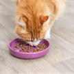 Trixie Keramik Napf XXL Katze 0.35l D:18cm ass. | Bild 5
