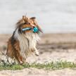 Trixie Wabelball am Seil D. 6x23cm | Bild 2